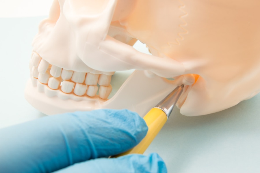 Model of a skull showing the temporomandibular joint.